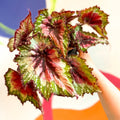 Begonia rex 'Green Sparkles' - Welsh Grown - Sprouts of Bristol