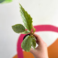 Begonia rex 'Hatacoa Silver' - Welsh Grown - Sprouts of Bristol