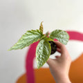 Begonia rex 'Hatacoa Silver' - Welsh Grown - Sprouts of Bristol