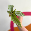 Begonia rex 'Hatacoa Silver' - Welsh Grown - Sprouts of Bristol