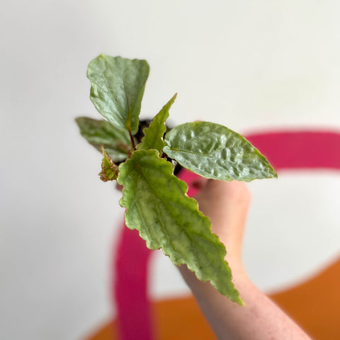 Begonia rex 'Hatacoa Silver' - Welsh Grown - Sprouts of Bristol