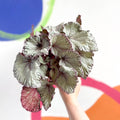 Begonia rex 'Hawaiian Silver' - Sprouts of Bristol