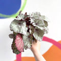 Begonia rex 'Hawaiian Silver' - Sprouts of Bristol