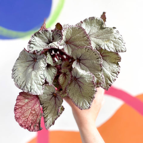 Begonia rex 'Hawaiian Silver' - Sprouts of Bristol