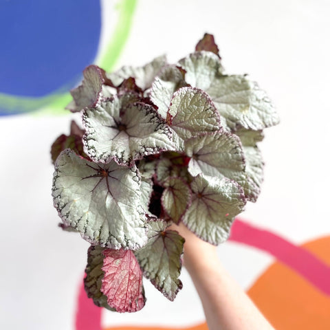 Begonia rex 'Hawaiian Silver' - Sprouts of Bristol