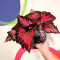 Begonia rex 'Holiday' - Welsh Grown - Sprouts of Bristol