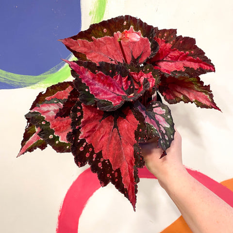 Begonia rex 'Holiday' - Welsh Grown - Sprouts of Bristol