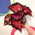 Begonia rex 'Holiday' - Welsh Grown - Sprouts of Bristol