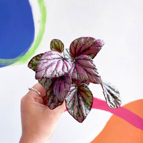 Begonia rex 'Hugh McLauchlan' - Sprouts of Bristol