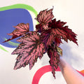 Begonia rex 'Jolly Noel' - Welsh Grown - Sprouts of Bristol