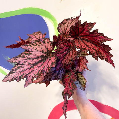 Begonia rex 'Jolly Noel' - Welsh Grown - Sprouts of Bristol