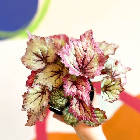 Begonia rex 'Lilac Charm' - Welsh Grown - Sprouts of Bristol