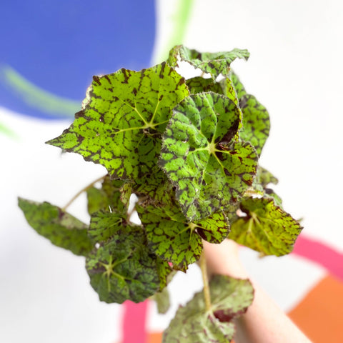 Begonia rex 'Lime Fever' - Sprouts of Bristol