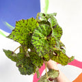 Begonia rex 'Lime Fever' - Sprouts of Bristol