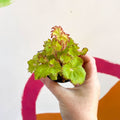 Begonia rex 'Limeade' - Welsh Grown - Sprouts of Bristol