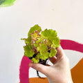 Begonia rex 'Limeade' - Welsh Grown - Sprouts of Bristol