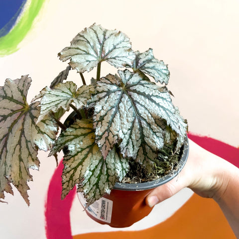 Begonia rex 'Maia' - British Grown - Sprouts of Bristol