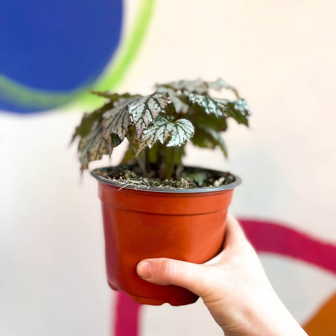 Begonia rex 'Maia' - British Grown - Sprouts of Bristol