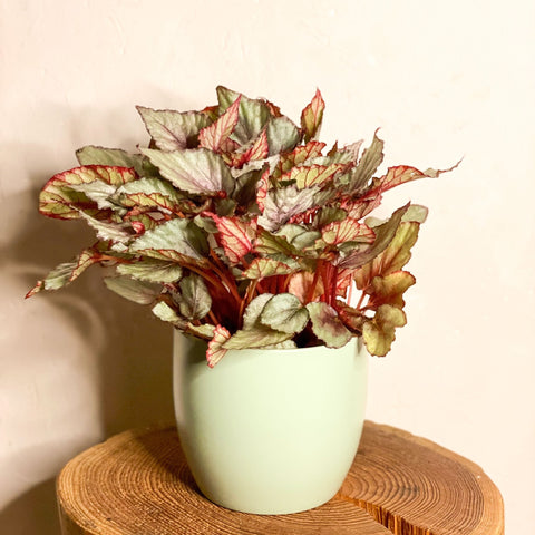 Begonia Rex 'Maori Haze' - Sprouts of Bristol