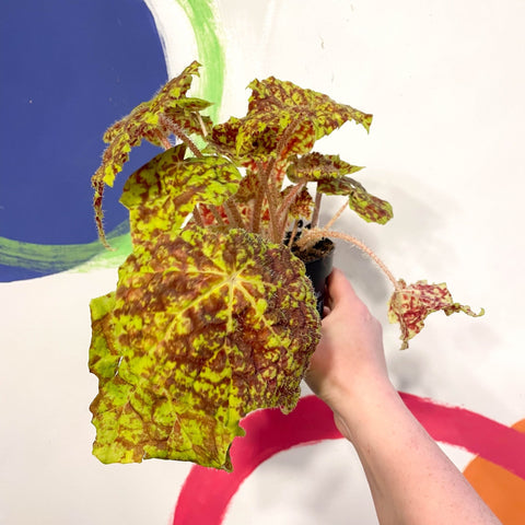 Begonia rex 'Marmaduke' - Welsh Grown - Sprouts of Bristol