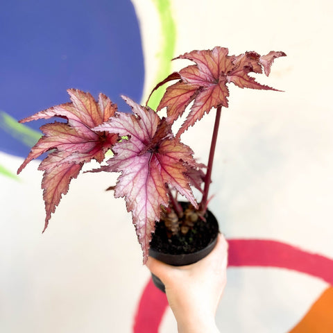 Begonia rex 'Martin Johnson' - Welsh Grown - Sprouts of Bristol