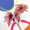Begonia rex 'Martin Johnson' - Welsh Grown - Sprouts of Bristol