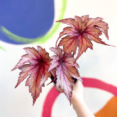 Begonia rex 'Martin Johnson' - Welsh Grown - Sprouts of Bristol