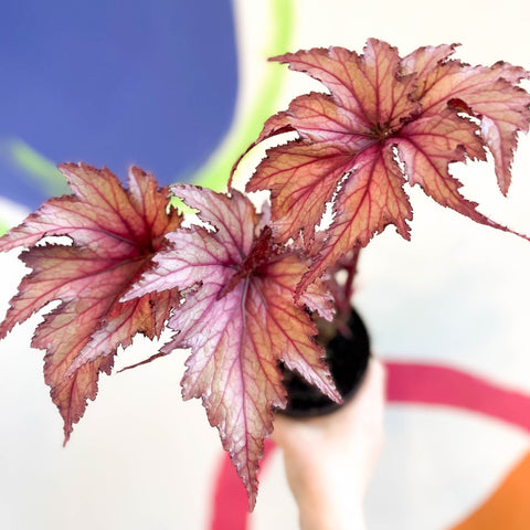 Begonia rex 'Martin Johnson' - Welsh Grown - Sprouts of Bristol