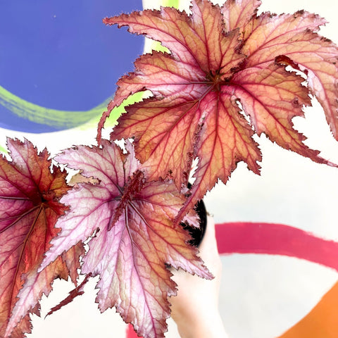 Begonia rex 'Martin Johnson' - Welsh Grown - Sprouts of Bristol