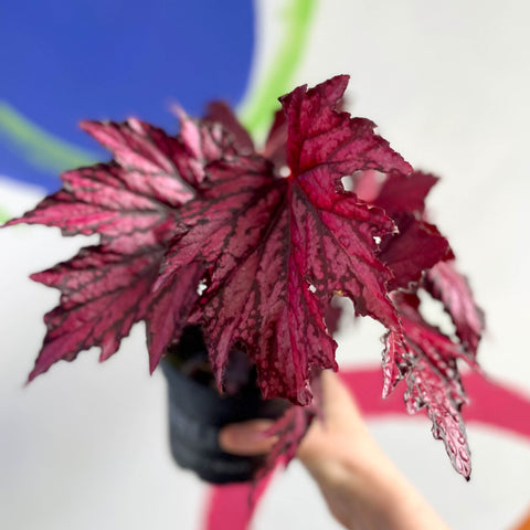 Begonia rex 'Merrymaker' - Welsh Grown - Sprouts of Bristol