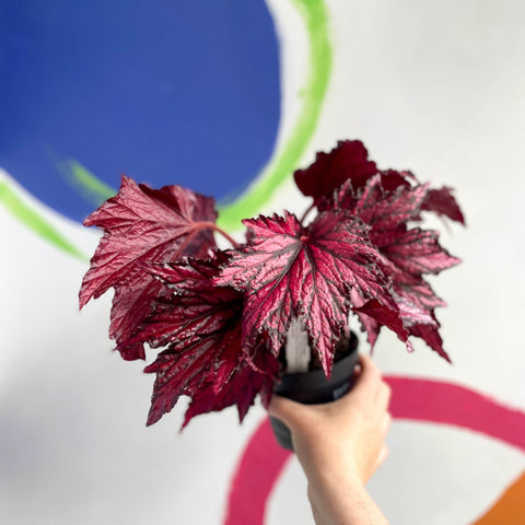 Begonia rex 'Merrymaker' - Welsh Grown - Sprouts of Bristol