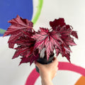 Begonia rex 'Merrymaker' - Welsh Grown - Sprouts of Bristol