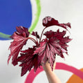 Begonia rex 'Merrymaker' - Welsh Grown - Sprouts of Bristol