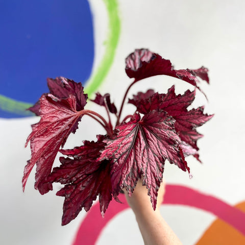 Begonia rex 'Merrymaker' - Welsh Grown - Sprouts of Bristol