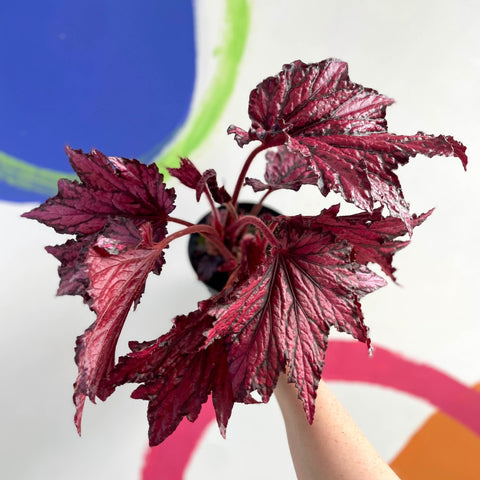 Begonia rex 'Merrymaker' - Welsh Grown - Sprouts of Bristol