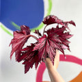 Begonia rex 'Merrymaker' - Welsh Grown - Sprouts of Bristol