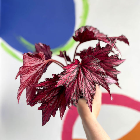 Begonia rex 'Merrymaker' - Welsh Grown - Sprouts of Bristol