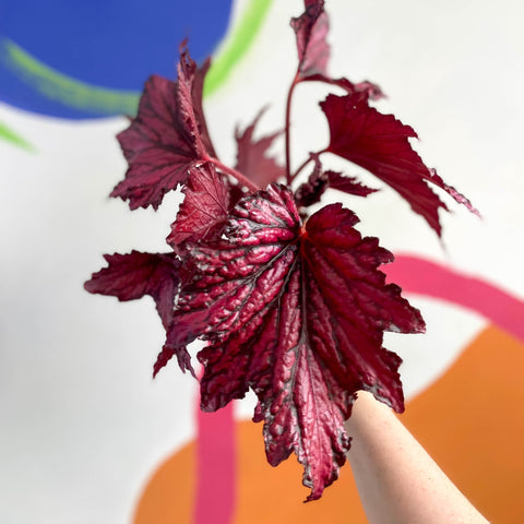 Begonia rex 'Merrymaker' - Welsh Grown - Sprouts of Bristol