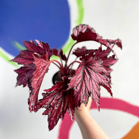 Begonia rex 'Merrymaker' - Welsh Grown - Sprouts of Bristol