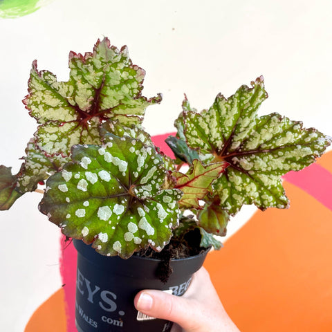 Begonia rex 'Mint Tea' - Welsh Grown - Sprouts of Bristol