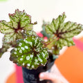 Begonia rex 'Mint Tea' - Welsh Grown - Sprouts of Bristol