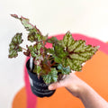 Begonia rex 'Mint Tea' - Welsh Grown - Sprouts of Bristol