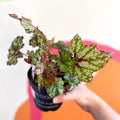 Begonia rex 'Mint Tea' - Welsh Grown - Sprouts of Bristol