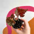 Begonia rex 'Munchkin' - Welsh Grown - Sprouts of Bristol