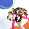 Begonia rex 'My Best Friend' - Welsh Grown - Sprouts of Bristol
