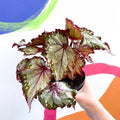 Begonia rex 'My Best Friend' - Welsh Grown - Sprouts of Bristol
