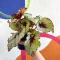 Begonia rex 'Namur' - Welsh Grown - Sprouts of Bristol