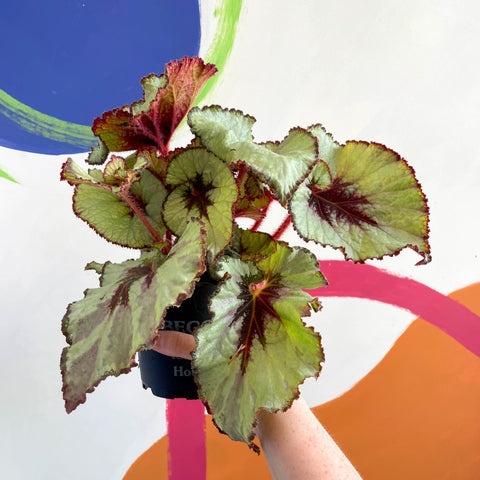 Begonia rex 'Namur' - Welsh Grown - Sprouts of Bristol