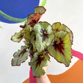 Begonia rex 'Namur' - Welsh Grown - Sprouts of Bristol