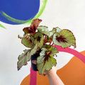 Begonia rex 'Namur' - Welsh Grown - Sprouts of Bristol